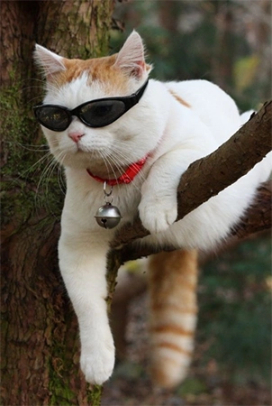 A Cat With Cool Shades  Tik Tok profile picture