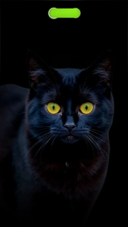 black cat