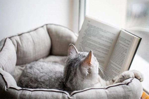 Cat Reading Book Tik Tok profile picture