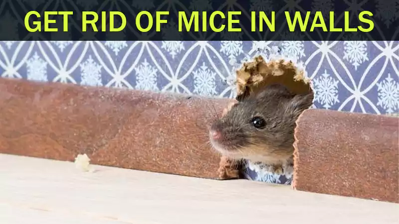 Rid of Mice