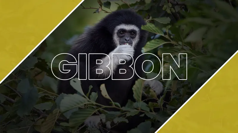 Gibbon