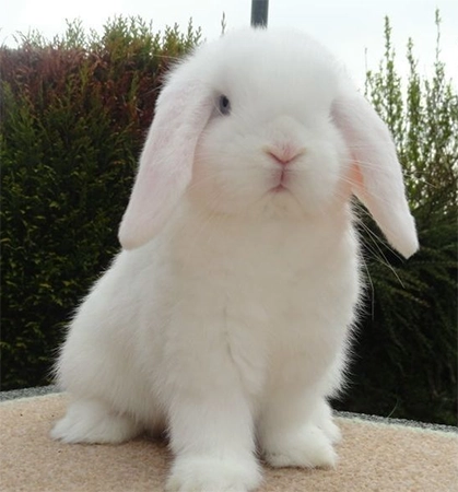 White Bunny Tik Tok profile picture